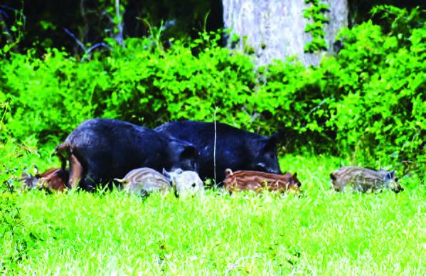 The recent influx of fresh water into creeks and rivers has pushed wild hogs up out of the bottoms making them much easier to locate and hunt. Bait washed into the creeks has put catfish on a stellar bite. Photo by Luke Clayton