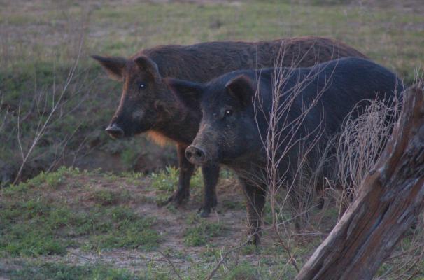 Luke gives some hog hunting tips he has learned through the years. Photo by Luke Clayton