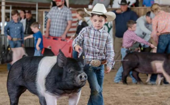Junior Open Show