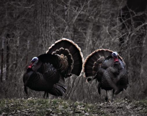 It’s almost time to go after that big mature spring gobbler, but do you know how to prepare the drumsticks? Luke shares his cooking method and more in this week’s column. Photo by Luke Clayton