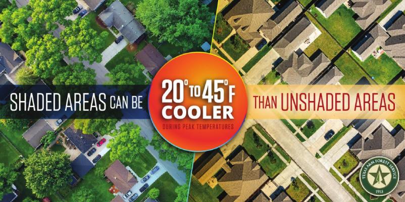 Another benefit of trees: cooler temperatures