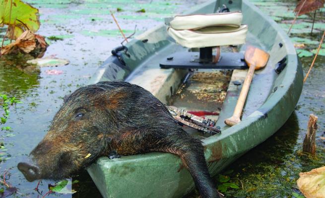 Beginning Sept 1, hunting hogs or game from navigable streams with rifle or bow will be illegal. Photo by Luke Clayton