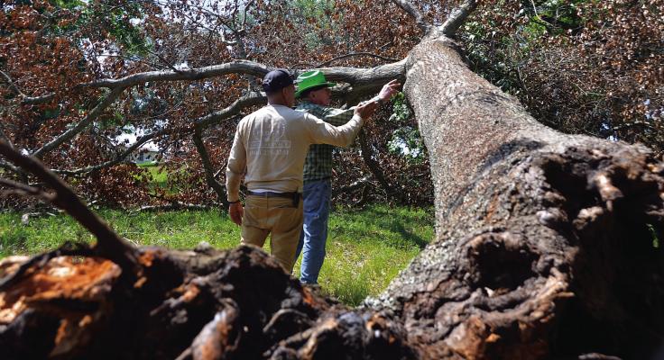 Parga Tree Service of Canton has helped to ease the financial burden of Van Zandt County senior citizens struggling to clear and maintain their respective properties, conducting monthly outreach efforts that include free tree cutting, trimming and stump grinding services. Photo by Phil Smith