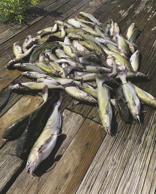 Luke has been taking a cue from the fish and animals and venturing forth early and late. It’s hot but there’s still plenty to do during the summer doldrums. Here are some tasty channel catfish Luke and his friends caught during the cooler hours just after sunup. Photo by Luke Clayton