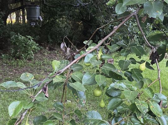 Thanks to a heavy pear crop and squirrels that keep them on the ground, Luke has fresh wild pork every night in his front yard. He’s making plans for pulled pork barbeque and chicken fried pork schnitzel. Photo by Luke Clayton