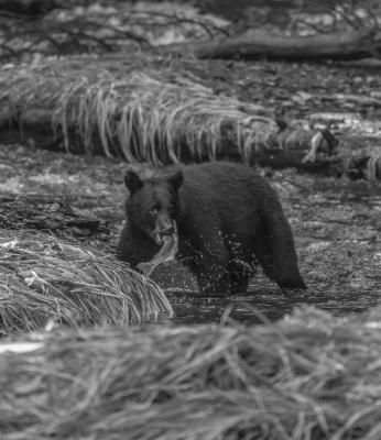 Texans encouraged to practice bear safety