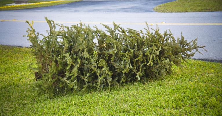 The Texas A&amp;M Forest Service recommends ways to sustainably dispose of real Christmas trees at the conclusion of the holiday season, including using them for family crafts, mulch or even a pond and wildlife habitat. Photo courtesy of Texas A&amp;M Forest Service