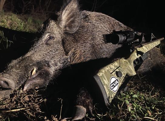 Luke shot the biggest wild boar he has taken in years and transforming this one into tender BBQ challenged his culinary skills, but the report is the meat made some of the best pulled pork Luke has ever prepared and, he’s made a lot of BBQ in his time. Photo by Luke Clayton