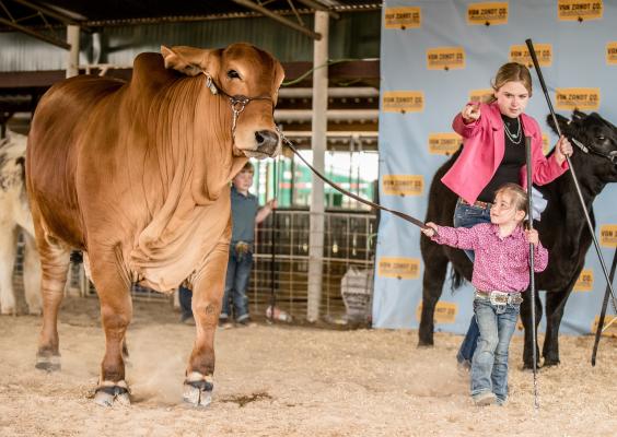 A young girl leads her bull into the show ring during the Van Zandt County Fair that took place during the week of March 27 through April 1 at the VZC Fairgrounds in Canton. Photo by Faith Caughron