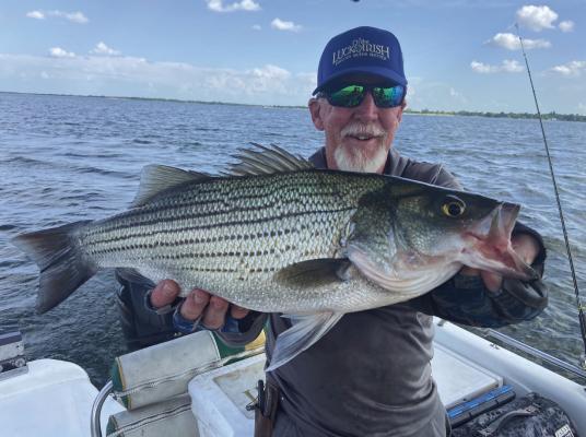 Lake Tawakoni guide Omar Cotter with a chunky hybrid striper caught last week. Downrigging or trolling with deep diving plugs with trailers is producing well now for both hybrids and white bass. Photo by Luke Clayton