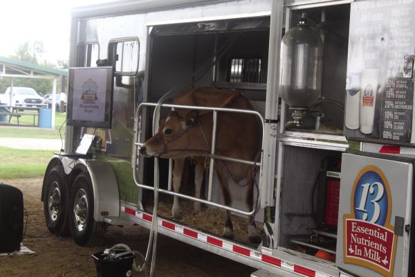A milk cow was on display Oct. 3, 4 during the annual ‘Ag Day’ program at the Van Zandt County Fairgrounds in Canton. Around 800 fourth grade students representing all seven school districts in VZC were in attendance. Photo by David Barber