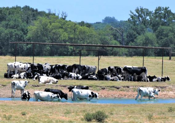 Dairy cattle wade into a pond and linger underneath shade in East Texas as temperatures push past 100 degrees. Photo by Adam Russell