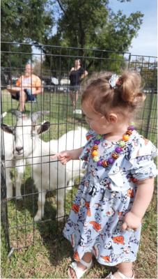 Delphina Lovett enjoyed the petting zoo Oct. 21 during the annual Ben Wheeler Hog Festival. The festival featured the Hog Pageant where the Hog Queen was crowned. There were also live bands and in true Hogfest fashion, polka music was played. Other events included a downtown parade, a cook-off, vendors, a hog fest booth, pig chases, a petting zoo, bounce houses, a pepper eating contest, and more. Additional photos on Photos by Jennifer Fulgham