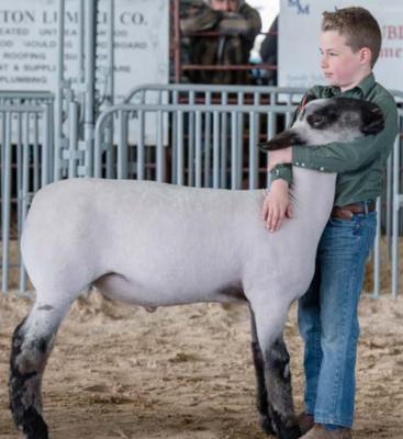 Lamb Show
