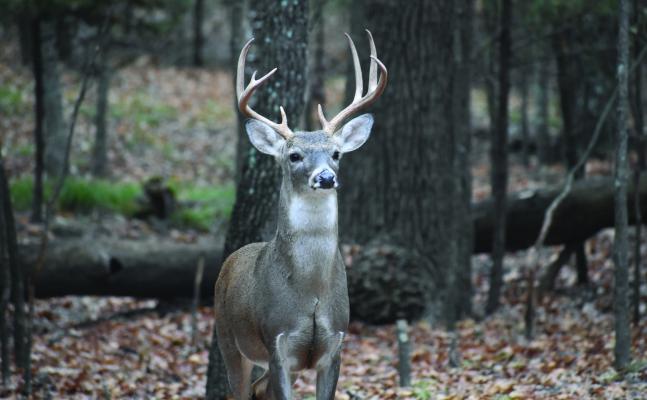 Success on harvesting a big buck like this depends largely upon proper scouting of your hunting land. Modern technology makes it much easier. Luke and his buddy, Jeff Rice, put technology to good use this past week on a tract of very remote land. Photo by Luke Clayton