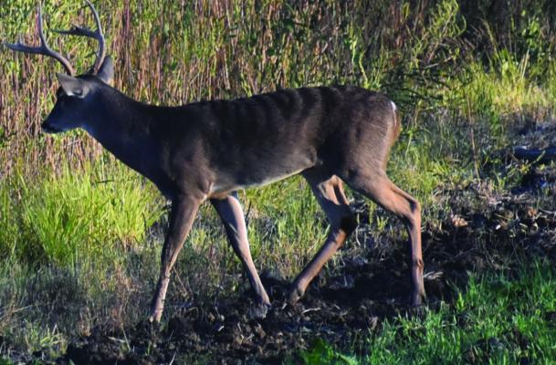 What deer hunter doesn’t thrill at the thought at harvesting a heavy antlered buck? The truth is that management bucks such as this are much more plentiful. They provide a lot of tasty venison and land managers are often happy to have them removed from the herds they manage for trophy class animals. Photo by Jeff Rice
