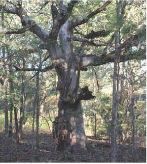 If this old oak could talk, what stories it would have to tell. Just imagine what this old tree has witnessed since it was a seedling centuries ago on a remote hardwood ridge in East Texas. Photo by Luke Clayton