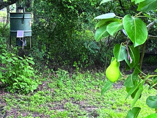 Luke placed a corn feeder adjacent his heavily loaded pear tree in hopes of giving the wild hogs invading his place something other than his delicious pears to eat. Photo by Luke Clayton