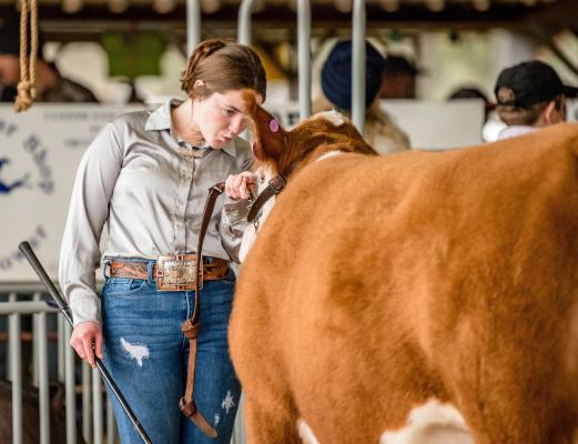 Rotary Club Livestock Show
