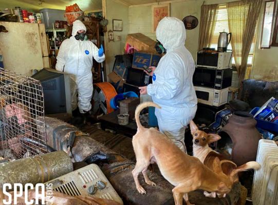 Above, SPCA of Texas removed 12 Chihuahua-type dogs from a residence on June 14, 2021. Right, SPCA of Texas removed six dogs from a property on July 1, 2021.