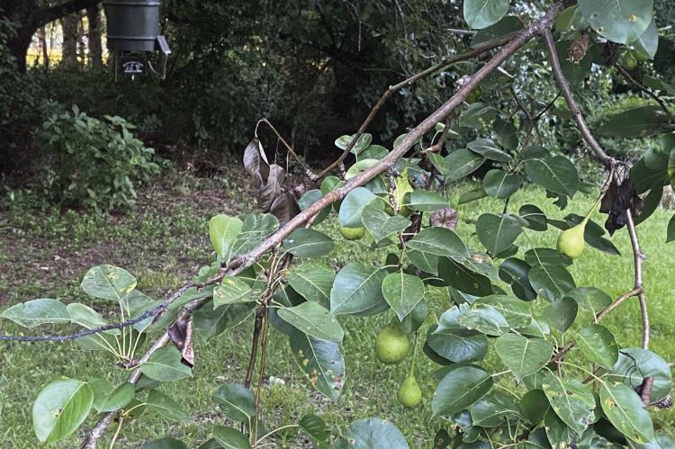 Thanks to a heavy pear crop and squirrels that keep them on the ground, Luke has fresh wild pork every night in his front yard. He’s making plans for pulled pork barbeque and chicken fried pork schnitzel. Photo by Luke Clayton
