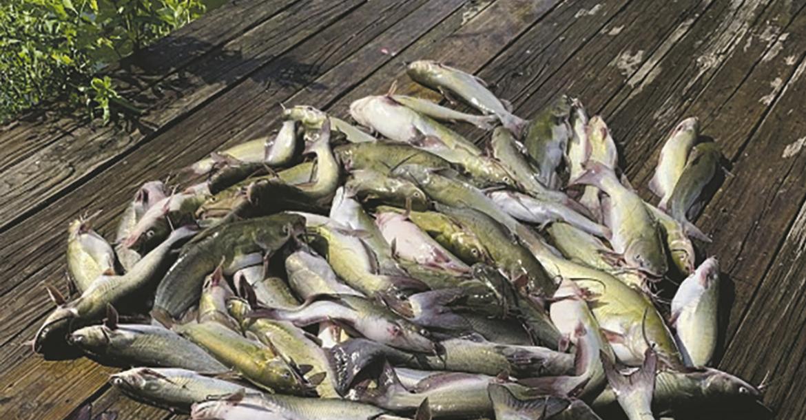 Luke has been taking a cue from the fish and animals and venturing forth early and late. It’s hot but there’s still plenty to do during the summer doldrums. Here are some tasty channel catfish Luke and his friends caught during the cooler hours just after sunup. Photo by Luke Clayton